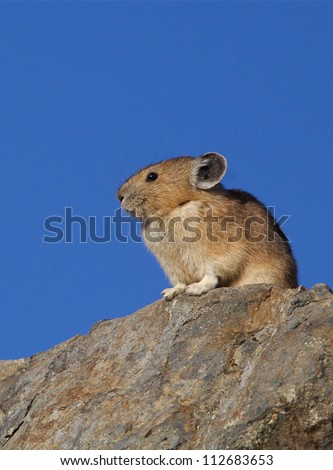 American Pika, a cool weather, high elevation mammal, is a species that will suffer from global warming; alpine and mountain wildlife