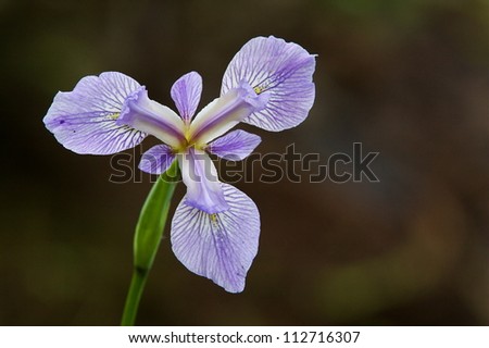 Wild Iris flower bloom, growing wild in a Pennsylvania marsh / wetland; native plant