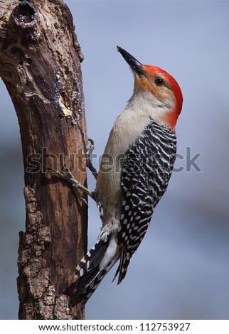 Red-bellied Woodpecker, at a nature center in suburban Philadelphia, Pennsylvania