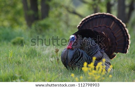 Eastern Wild Turkey strutting in lush green deciduous forest habitat, Montgomery County, Pennsylvania