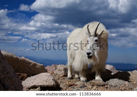 Mountain Goat in the clouds at 14,000 feet above sea level, Mount Evans, Colorado, near Denver.