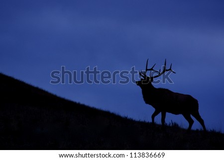 Rocky Mountain Elk against a deep blue sky, silhouette; Montana big game hunting