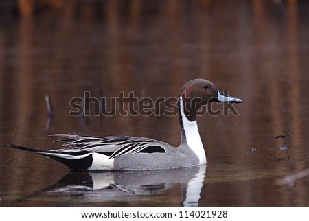 Northern Pintail drake on water, featuring bronze and brown earth tones on the water; Klamath Falls Wildlife Refuge, on the California / Oregon border