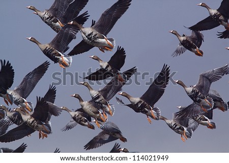 Greater White-fronted Geese in flight against a blue sky background; goose hunting on the Klamath Falls Wildlife Refuge, on the California / Oregon border