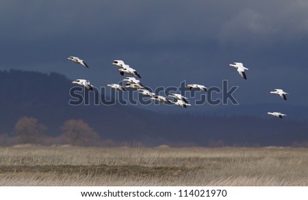 Ross\'s Geese in flight against a dramatic, dark and stormy sky, Klamath Basin Wildlife Refuge, northern California; goose hunting