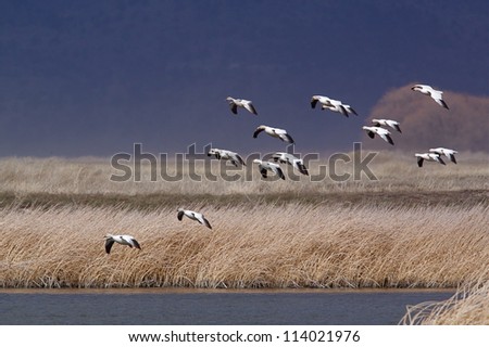 Ross\'s Geese in flight against a dark, stormy sky; Klamath Basin Wildlife Refuge, northern California; goose hunting