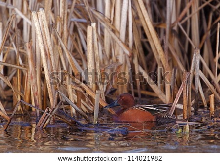Cinnamon Teal drake in wetland habitat surrounded by cattails; northern California, Klamath Basin National Wildlife Refuge duck hunting