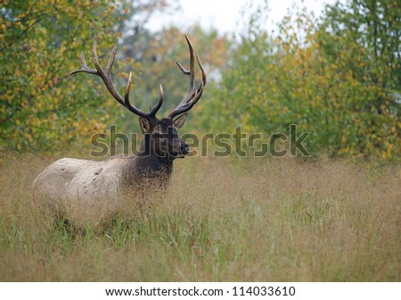 Big bull elk stag in a meadow near Benezette, Pennsylvania; big game, elk, & deer hunting season, trophy antlers