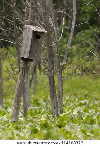 Wood Duck nest box / bird house, built over wetland swamp habitat in a Pennsylvania Game Land; waterfowl breeding and conservation; wildlife management; duck hunting