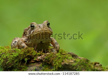 Eastern American Toad Frog on moss covered forest floor with green background; suburban Philadelphia, Pennsylvania, USA