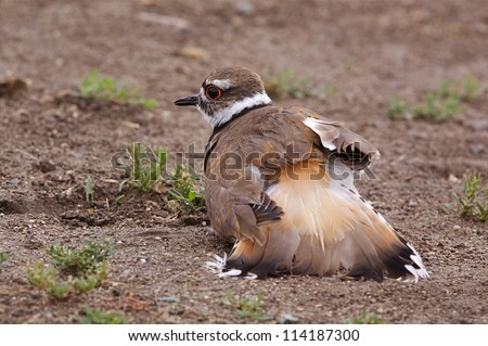 Killdeer near a nest, feigning a broken wing with tail fanned out and dragging on ground;  charadrius vociferus; Pacific Northwest wildlife / nature