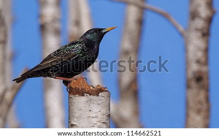 Invasive Species; European Starling / Common Starling on stump in a forest of White Birch trees in the north woods; exotic species