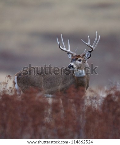 Trophy White tailed Buck Deer; midwestern deer hunting, midwest Whitetails / White tail / White-tail / Whitetailed / White tailed