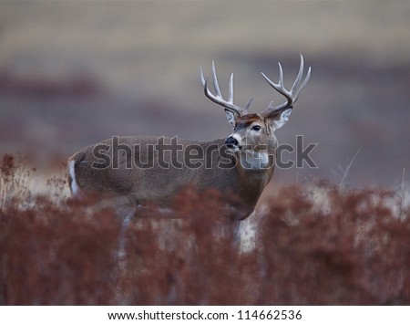 Trophy White tailed Buck Deer; midwestern deer hunting, midwest Whitetails / White tail / White-tail / Whitetailed / White tailed