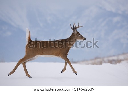 White-tailed Buck Deer running in winter snow; Whitetail deer hunting on an indian reservation in Montana; white tail / whitetailed / white-tail / white tailed