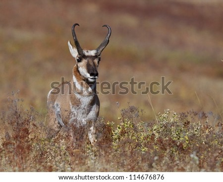Pronghorn Antelope in autumn prairie environment; big game hunting montana