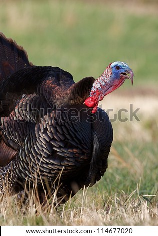 Wild Turkey tom gobbling during mating season; Pennsylvania turkey hunting, birds & wildlife