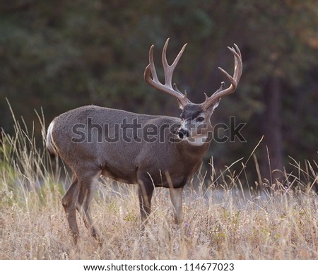 Big trophy Mule Deer buck; western deer hunting, Montana