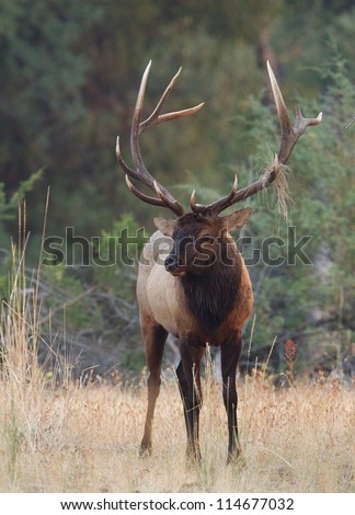 Big Rocky Mountain elk; western elk hunting, Montana