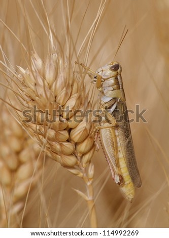 Grasshopper on Wheat grain; crop damage to whole grain harvest; close up nature macro photography