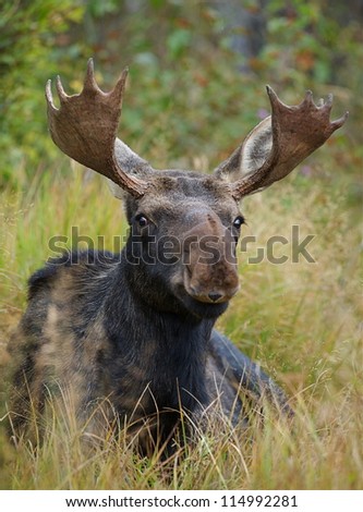 Bull Moose in Rocky Mountain National Park, Colorado, near Denver; trophy big game moose hunting