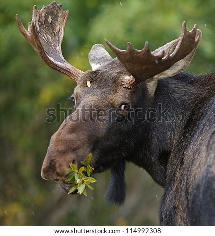 Bull Moose In Rocky Mountain National Park, Colorado, Near Denver; Trophy Big Game Moose Hunting