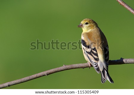 American Goldfinch, the State Bird of Washington, against a natural green background; Pacific Northwest bird and wildlife photography / Carduelis tristis