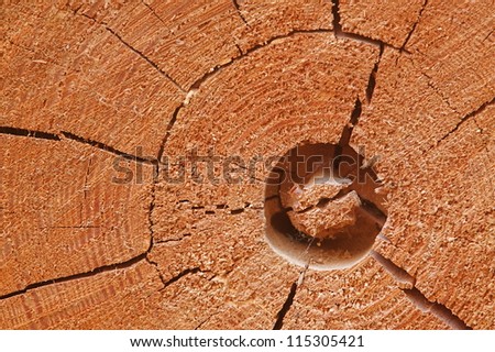 Lodgepole Pine Tree cross section showing growth rings and insect damage; wood lumber cut with chainsaw / chain saw