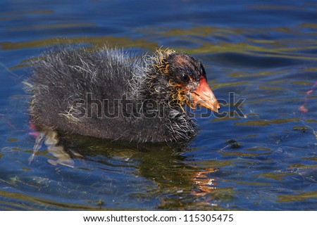 American Coot, Fulica americana, baby duckling on water pond surface swimming with big feet