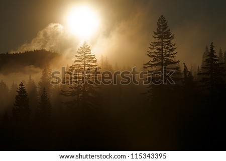 Background with copy space; sunrise over an evergreen forest with mist & fog; Mount Rainier National Park, Washington.  Pacific Northwest alpine forest