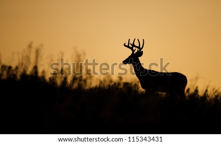 White tailed Buck Deer Stag silhouette; midwestern deer hunting, midwest Whitetails