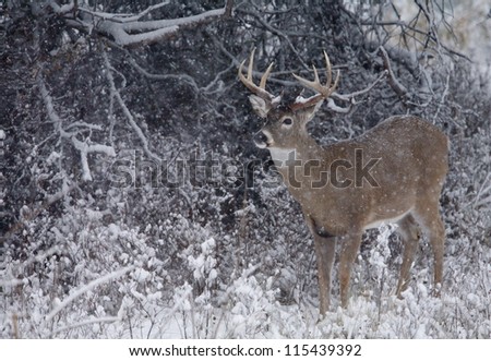 White tailed Buck Deer in winter snow blizzard, Adirondack Mountains, New York deer hunting season