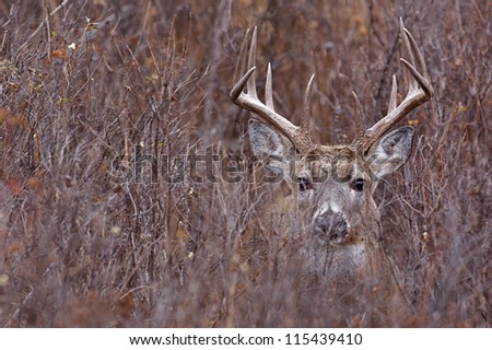 Whitetail Buck Deer in heavy brush, Adirondack Mountains, New York deer hunting season