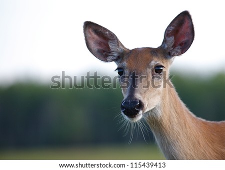White tailed Deer doe, Adirondack Mountains, New York deer hunting season