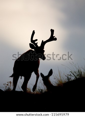 Deer Silhouette, stag buck walking with leg raised, with female doe in background; Mule Deer hunting season