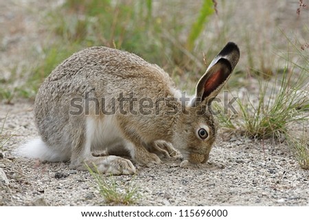 White-tailed Jack Rabbit, Mammoth Hot Springs, Yellowstone National Park