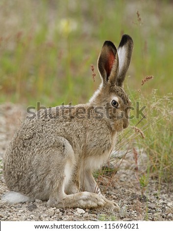 White-tailed Jack Rabbit, Mammoth Hot Springs, Yellowstone National Park