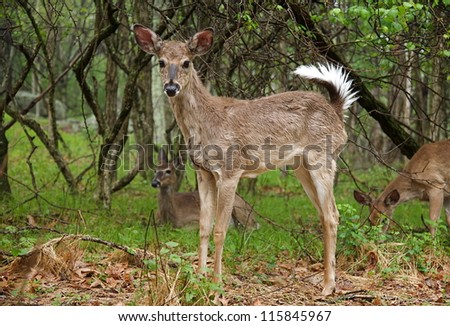 White tailed deer fawn, Adirondack Mountains, New York, USA; Whitetail deer standing erect in lush green woodland forest habitat with tail raised and two more deer in the background