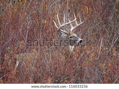 Big Trophy White Tail Buck deer stag in thick brush, autumn fall color leaves; midwest midwestern big game deer hunting season