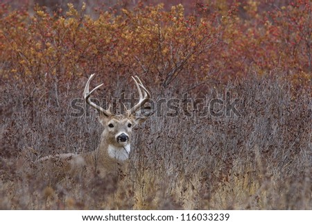 White tailed Buck deer stag lying in autumn landscape, fall colors; midwest midwestern big game deer hunting season
