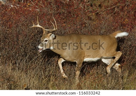 White tailed Buck Deer stag strutting in autumn landscape, fall colors; midwest midwestern big game deer hunting season