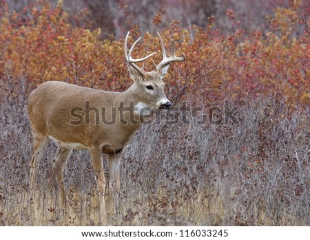 White Tail Buck Deer stag in autumn landscape, fall colors; midwest midwestern big game deer hunting season