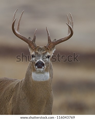 White tailed Buck Deer stag; Minnesota trophy deer hunting season, midwest / midwestern USA; white tail / whitetail / white-tail / white-tailed / whitetailed