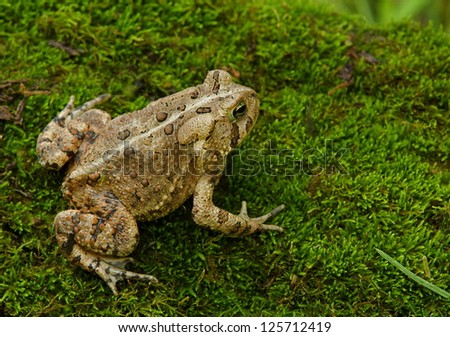 Eastern American Toad Frog in green moss habitat, top view, Pennsylvania wildlife Environmental nature photography