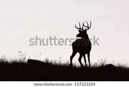Whitetail Buck Deer Stag, Black &Amp; White Silhouette, Midwestern Deer Hunting The Midwest