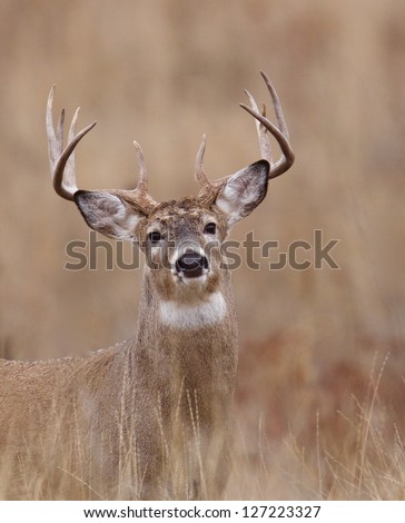 Whitetail Buck Deer in CRP land, Conservation Reserve Program, deer hunting season in the midwest, portrait