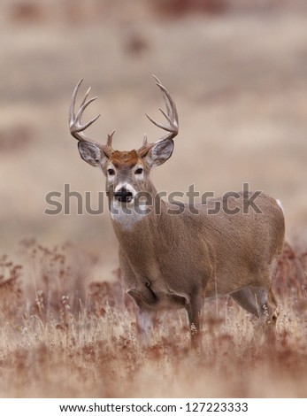 Whitetail Buck Deer in CRP land, Conservation Reserve Program, deer hunting season in the midwest