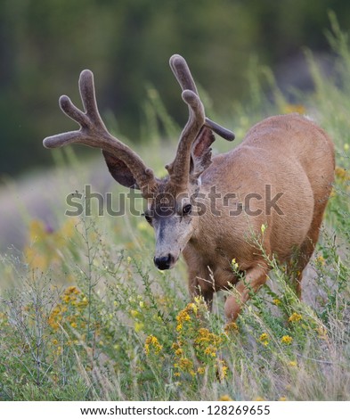 Trophy Mule Deer Buck Stag with drop tine in velvet antlers in habitat with yellow wild flowers in the Rocky Mountains in Colorado near Denver wildlife & nature photography