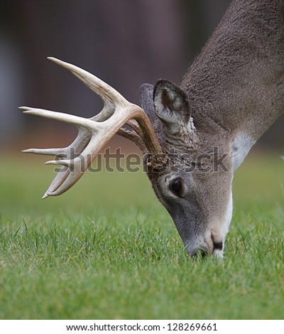 Whitetail Buck Deer Stag feeding in grass field in a park in Virginia deer hunting hunt