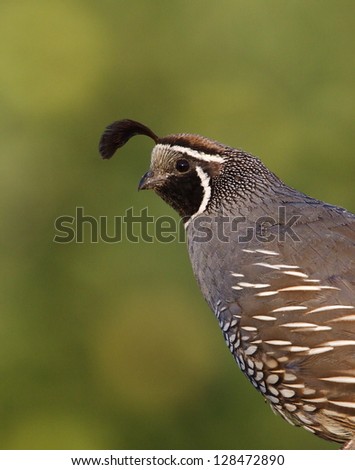 California Valley Quail, sharp detailed portrait against a natural green background, the State Bird of California, Los Angeles, San Diego, San Francisco, Oakland, nature, bird, & wildlife photography